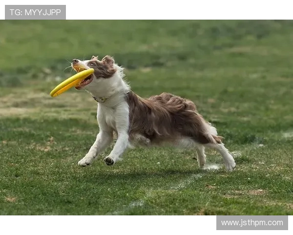 上海飞盘队在极限运动世界杯中的心理素质表现分析与点评